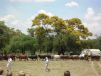 span of Zimbabwean oxen 1/12/2006