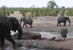 elephants at a waterhole